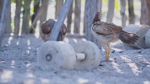 Chickens looking for food Video stock 128141641