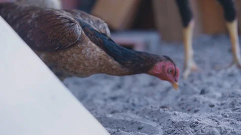 Chickens looking for food 動画素材 128142606