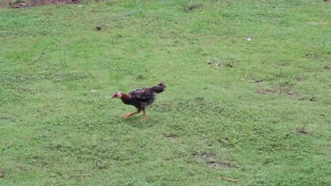 Chickens looking for food Stockbeeldmateriaal 233396195