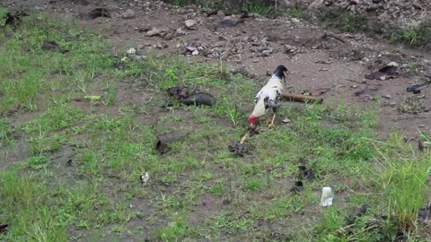 Chickens looking for food Stockbeeldmateriaal 233396454