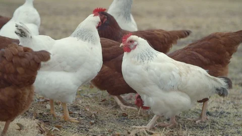 Chickens looking for food in grass Stock Footage 120546048