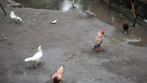 Chickens looking for food in the yard when it rains. Stock Footage 200088144