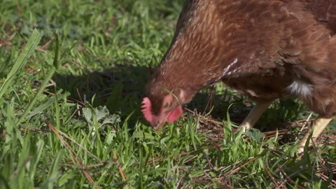 Chickens Love Grass Stock Footage 246999148