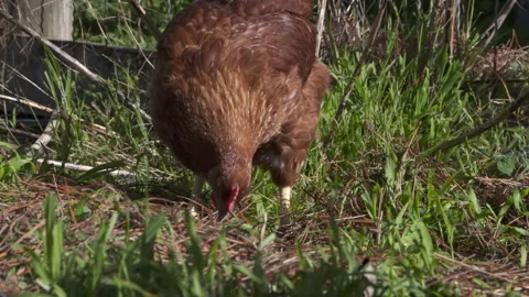Chickens Love Grass Stock Footage 247000501