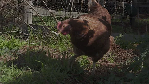 Chickens Love Grass Stock Footage 247000605