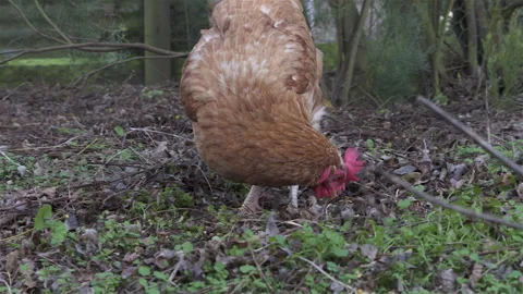 Chickens Love Grass Stock Footage 247000931