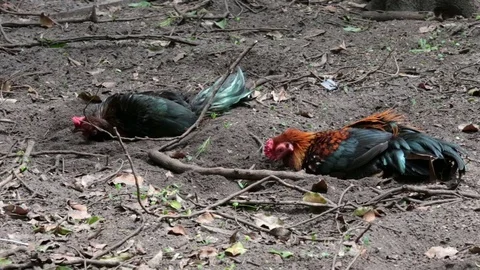 Chickens lying on the ground. Stock Footage 81644133