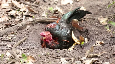 Chickens lying on the ground. Stock Footage 81644215