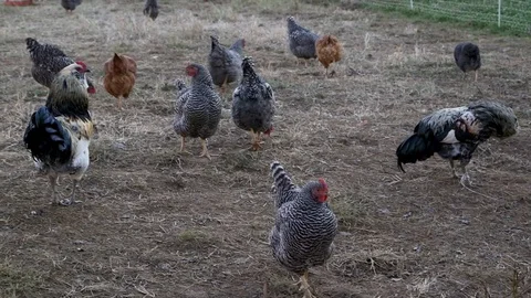 Chickens medium shot 库存影片 97763647