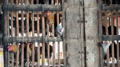 Chickens move behind wooden bars in cramped, rustic cages Stock Footage 345136938