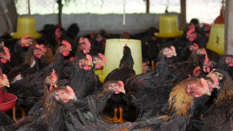 Chickens move slowly beneath rows of feeders and water lines, the repetitive Stock-Footage 325972191