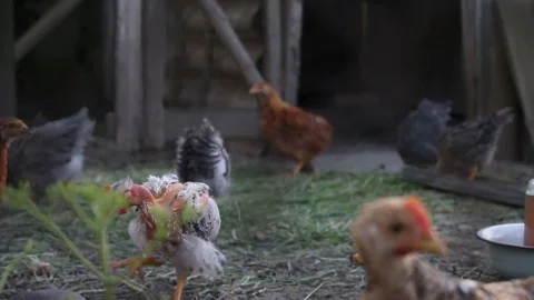 Chickens moving around at summer time Video stock 90193604