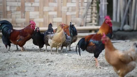 Chickens mulling around an open area Stock Footage 276294985