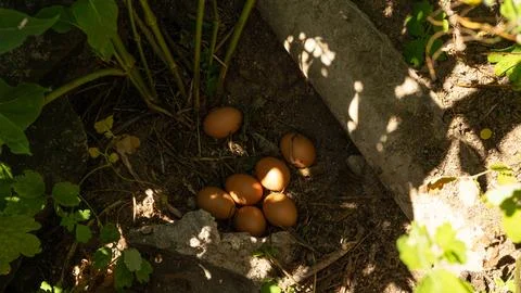 Chicken's nest Stock Photos