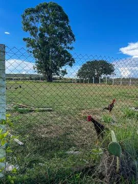Chickens in the Open Field Stock Photos
