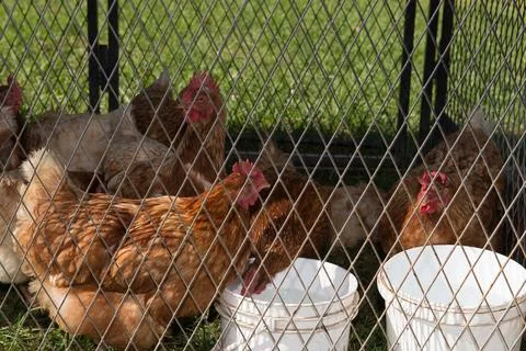 Chickens or Hens Behind a Wire Fence Stock Photos