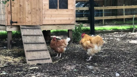 CHICKENS OUTSIDE DEN Stock Footage 135018658