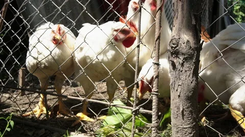 Chickens Overhead Stock Footage 135743926