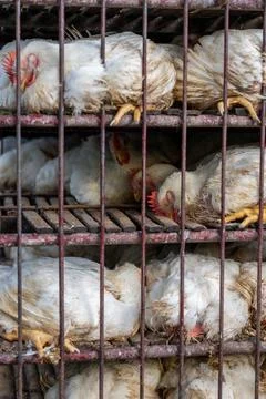 Chickens packed into multi-level transport cage in Ubud, Bali Foto stock