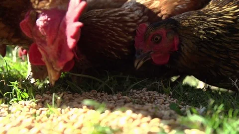 Chickens peacking at corn seed Stock Footage 72107010