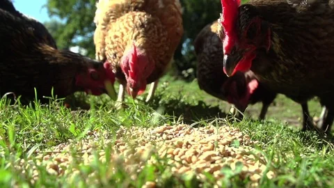 Chickens peacking at seed Stock Footage 72107941