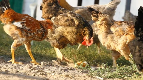 Chickens peck a corn in rural Stock Footage 41884097