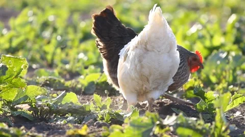Chickens peck a corn in rural Stock Footage 62351430