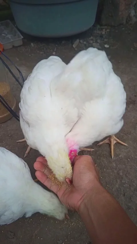 Chickens peck feed given directly by the owner with his hands Stockbeeldmateriaal 310335495