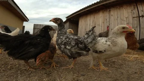 Chickens peck grain, bottom view, chicken coop, poultry Stock Footage 249099883