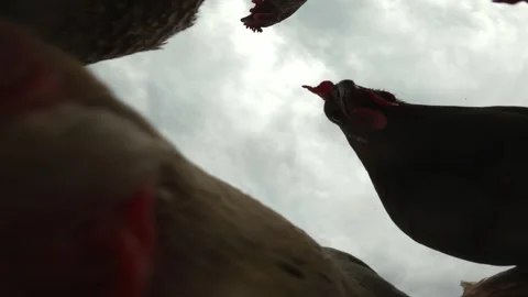 Chickens peck grain, bottom view, chicken coop, poultry, chicken feed Stock Footage 249099884