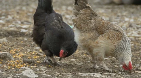 Chickens Peck at Grain Stock Footage 65257423