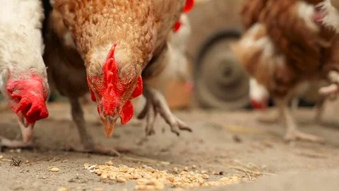 Chickens peck the grain Stock Footage 80279100