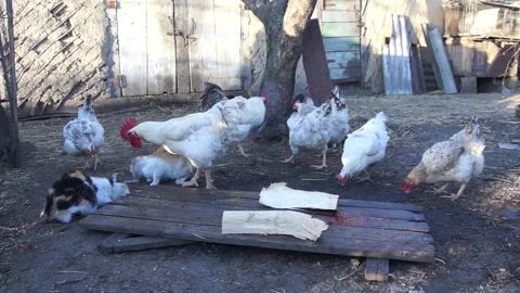 Chickens peck grass. Video stock 138385446