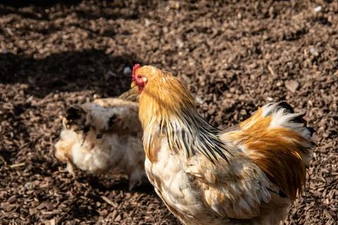 Chickens peck Stock Photos