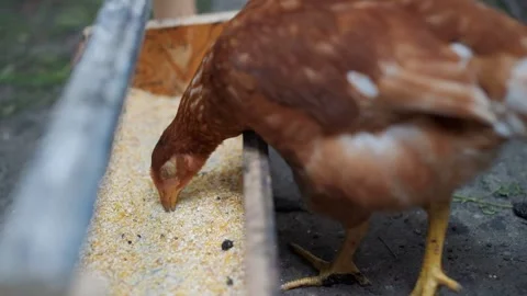 Chickens peck small grain in the trough. Video stock 136084370