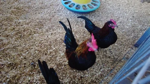Chickens pecking and exploring in a backyard coop during daylight hours in a sub 動画素材 335942845