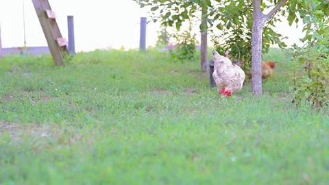 Chickens pecking in the backyard of a farm Stock Footage 280897592