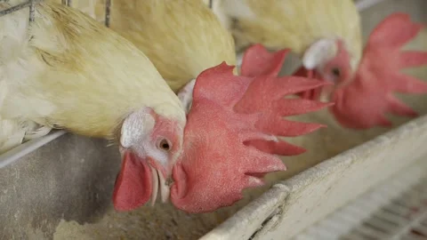 Chickens Pecking in Basket  Fresh Eggs Await Stock Footage 327546587