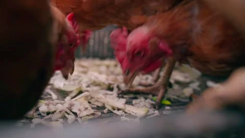 Chickens pecking cabbage close-up in slow motion Stock Footage 310764483