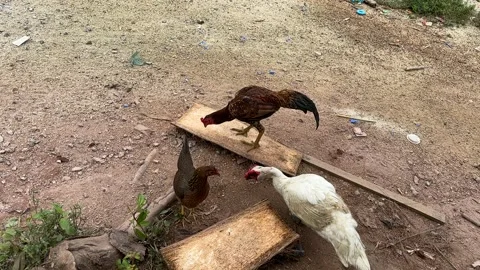 Chickens Pecking on a Dirt Path Stock Footage 325826767