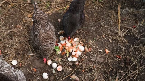 Chickens pecking at egg shells on a compost heap Stock Footage 203902612