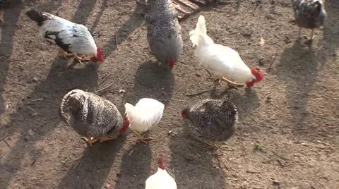 Chickens pecking in farmyard Stock-Footage 47878217