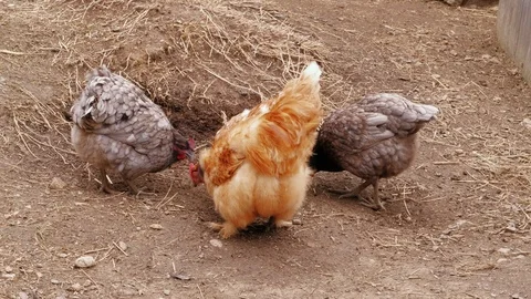 Chickens pecking feed in free range, barnyard, poultry farm Stock Footage 111508722