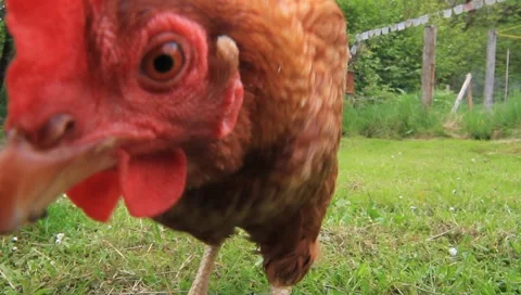 Chickens pecking Video stock 6530279