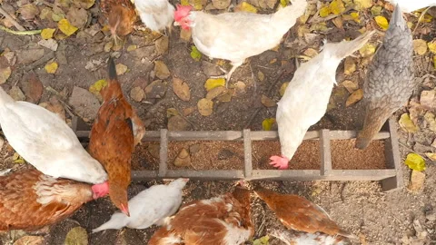 Chickens pecking grain in the feeder. View from above Stock Footage 101052638