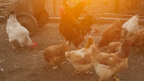 Chickens pecking grain. Sunset Stock Footage 107736809
