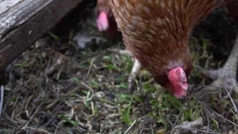 Chickens pecking grass and corn. Close-up slow motion Stock Footage 73606922