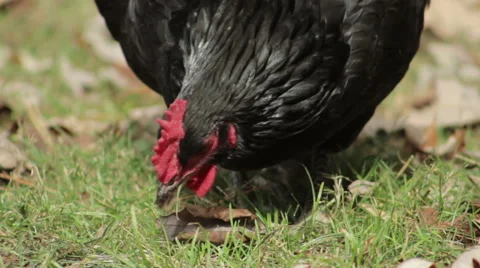 Chickens Pecking In The Grass Close Up Video stock 56622524