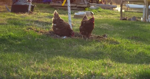 Chickens pecking at grass Stock Footage 248020231