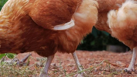 Chickens pecking at the ground Stockbeeldmateriaal 88893639